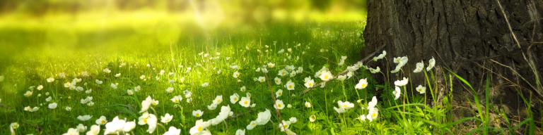 daisies at the trunk of a tree