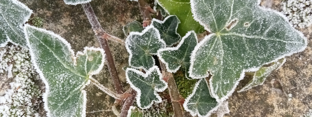 Frosted ivy leaves in December